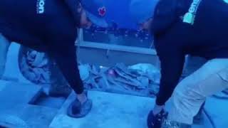 双 GRABO 搬运石板缩略图